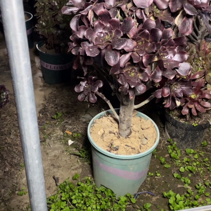 37巫毒多肉多肉植物