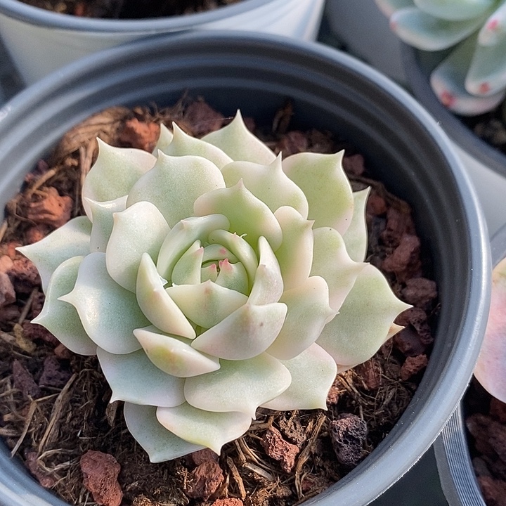 露娜莲锦复轮多肉植物