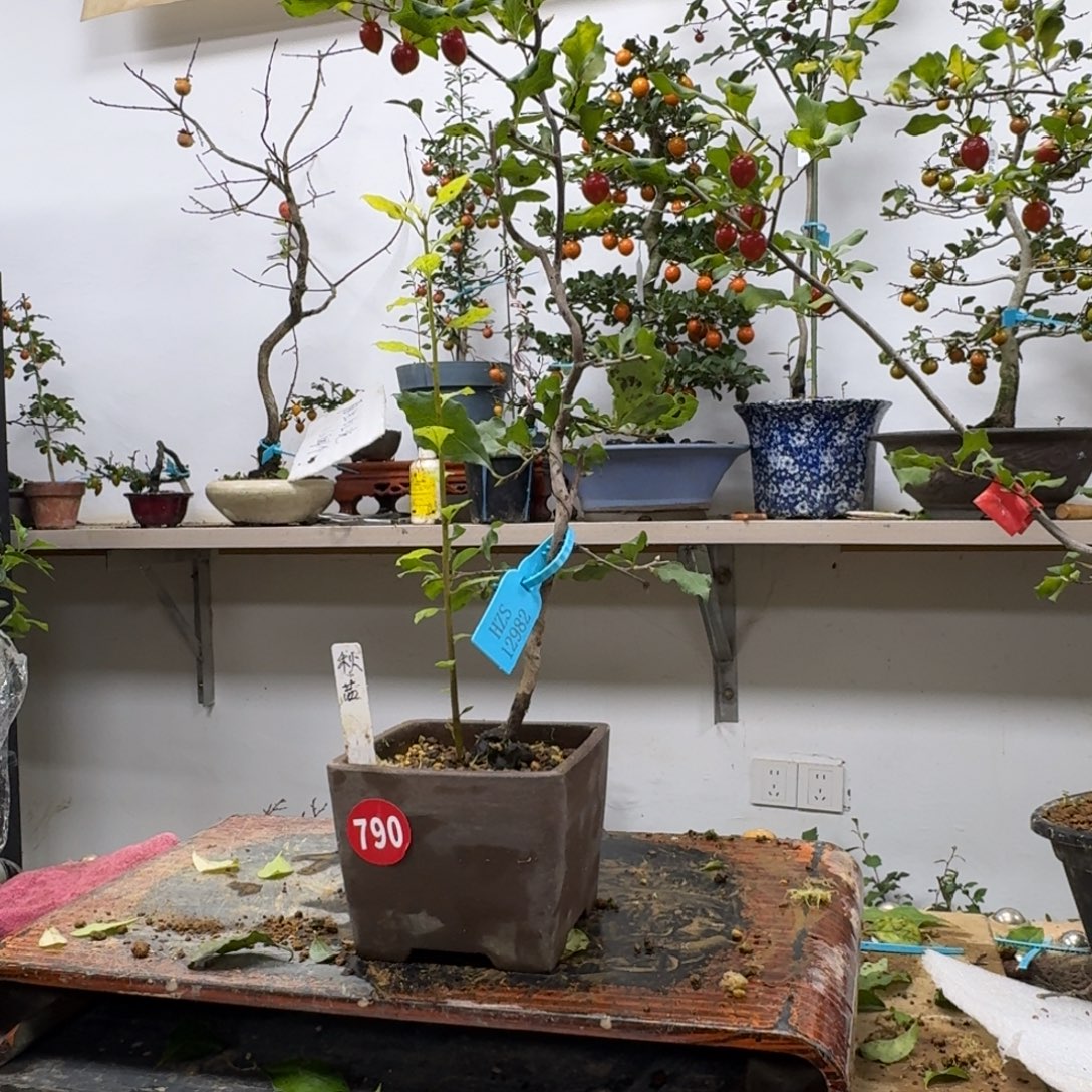 y***1无花朵790顺丰到付不包邮