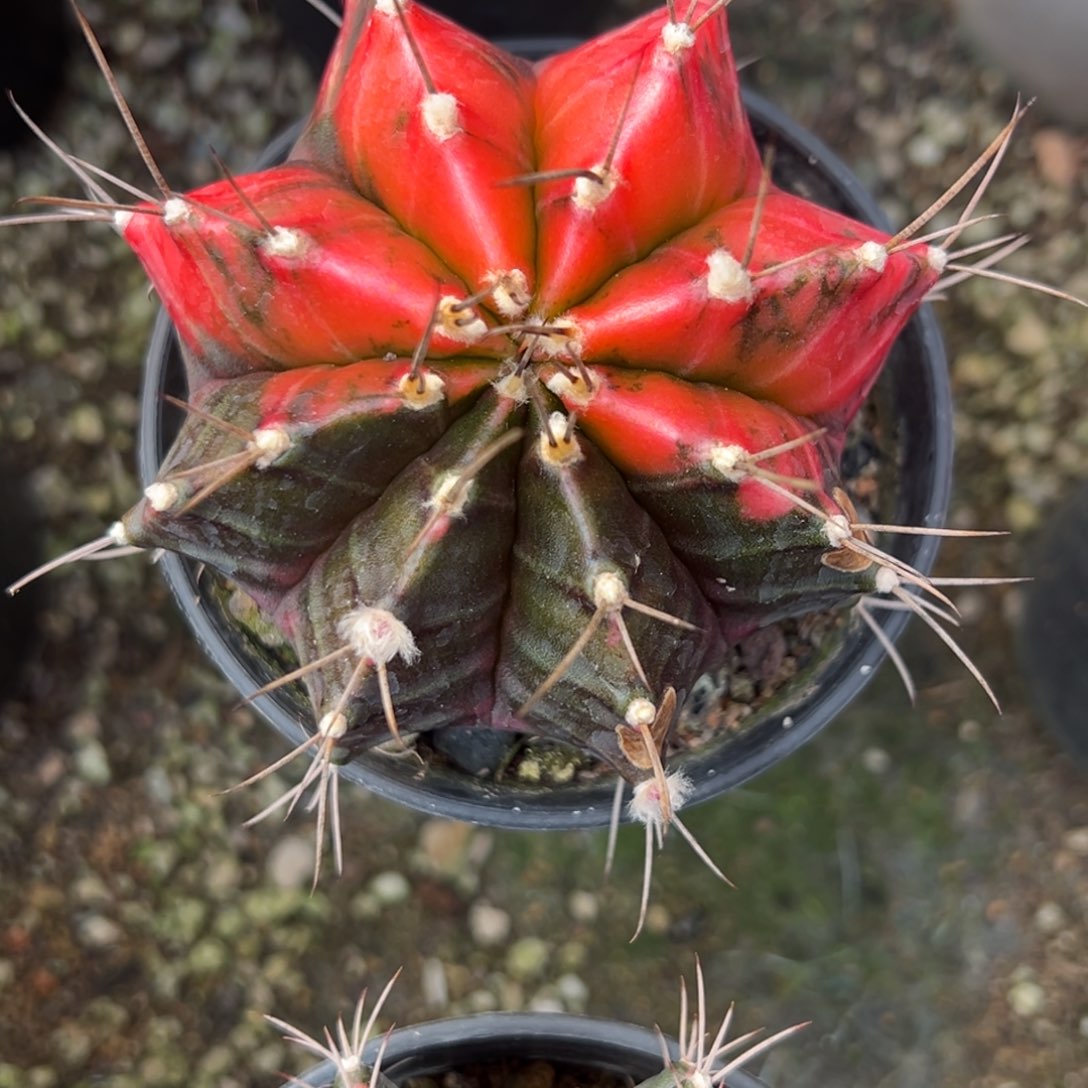 实生米哈锦，带盆土发货