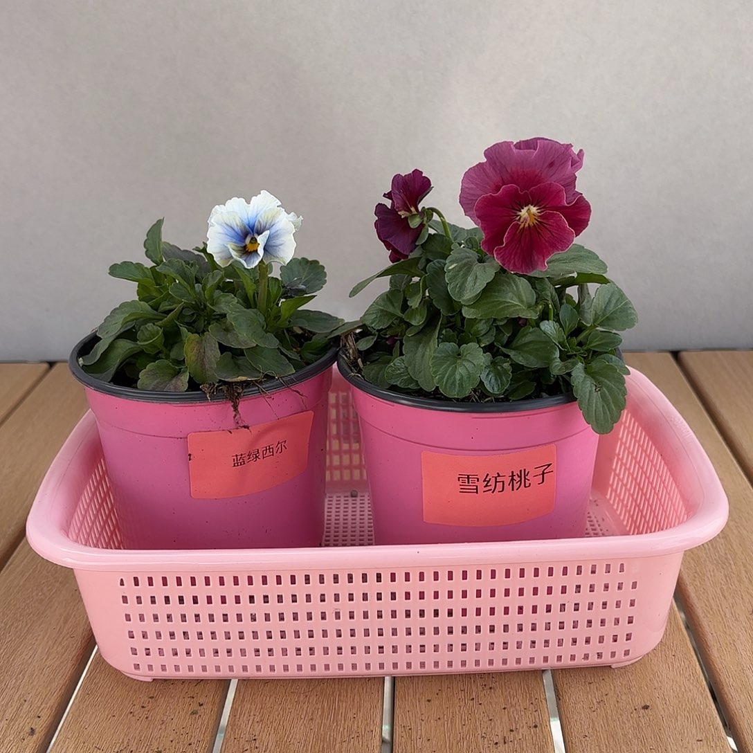 大部分开放少量花苞47