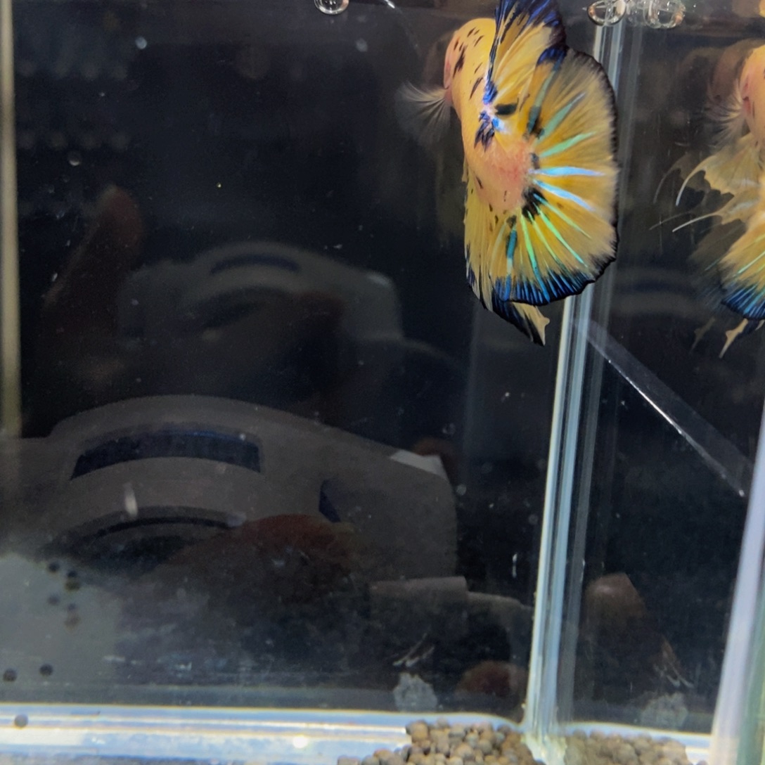 斗鱼192巨斗11111