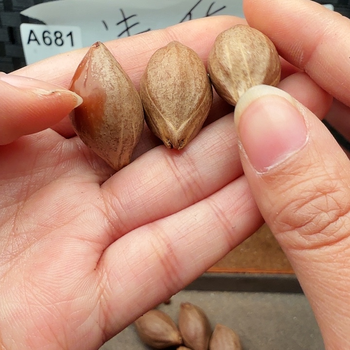 橄榄核手串/手链橄榄