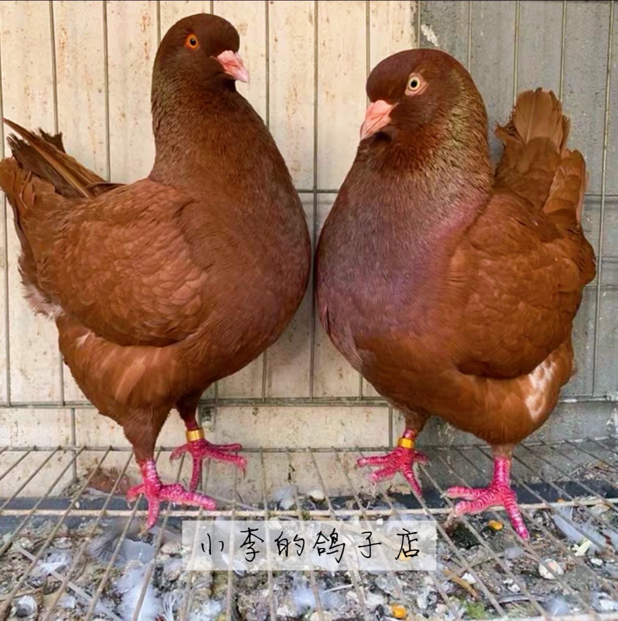 元宝鸽（直播间拍单专属）实物以直播间展示为准，一物一拍