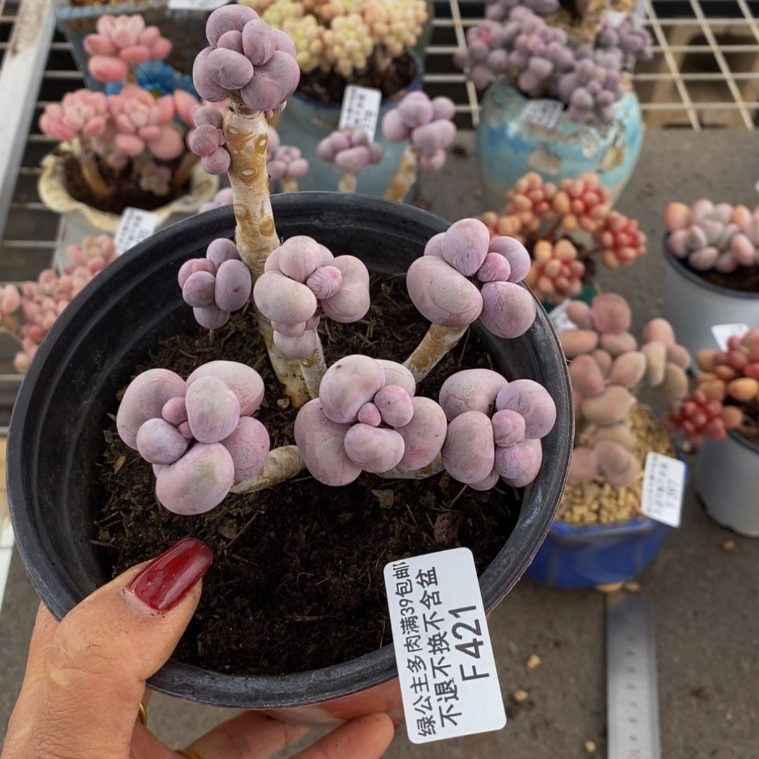 芭比奶酪421/10c m