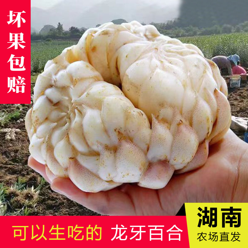 新鲜现挖湖南龙牙百合口感粉糯清甜特产