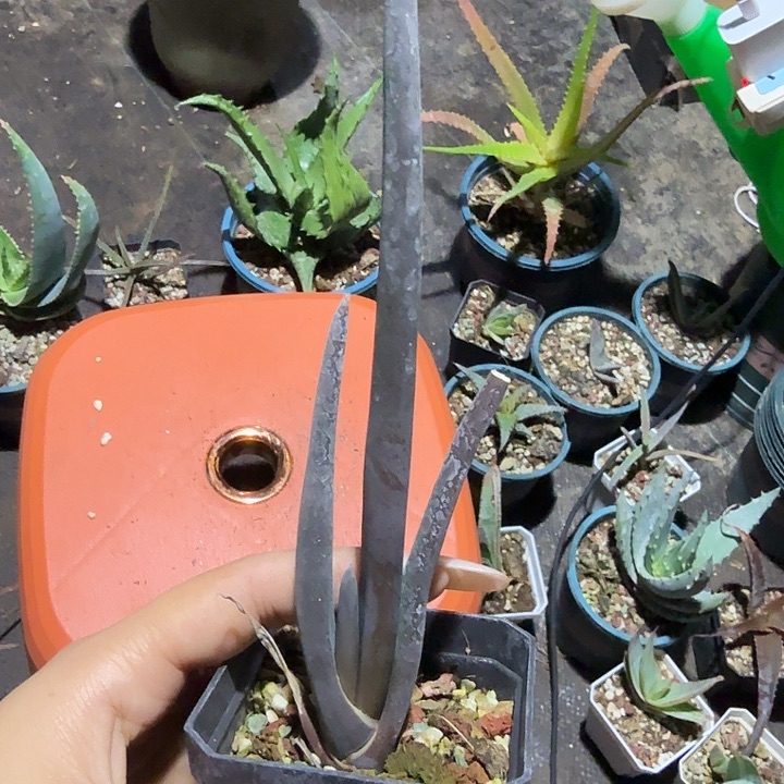多肉植物所赞芦荟