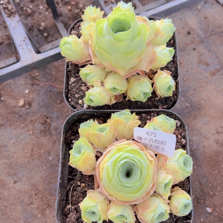 675 裸根不带土发货不包损