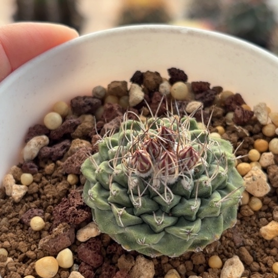 比*仙人球实生仙人球