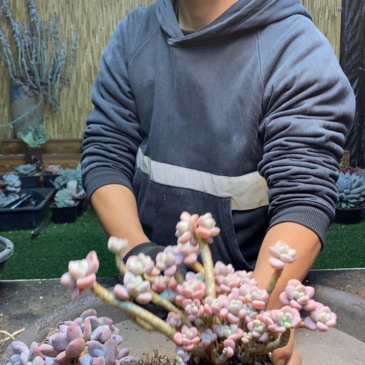 光***狂487号洛神多肉植物