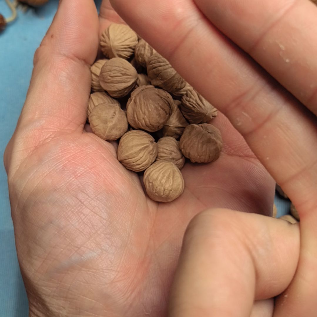 木***忙其他核桃灯笼散籽50颗