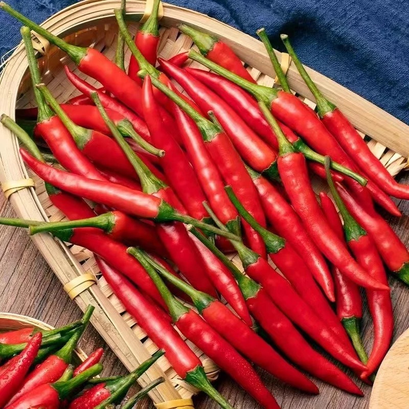 现摘现发云南新爆辣高山小米椒鲜椒红辣椒小米辣小米椒特辣新鲜