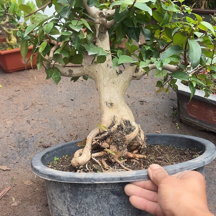 用***8无花朵哈哈哈哈哈