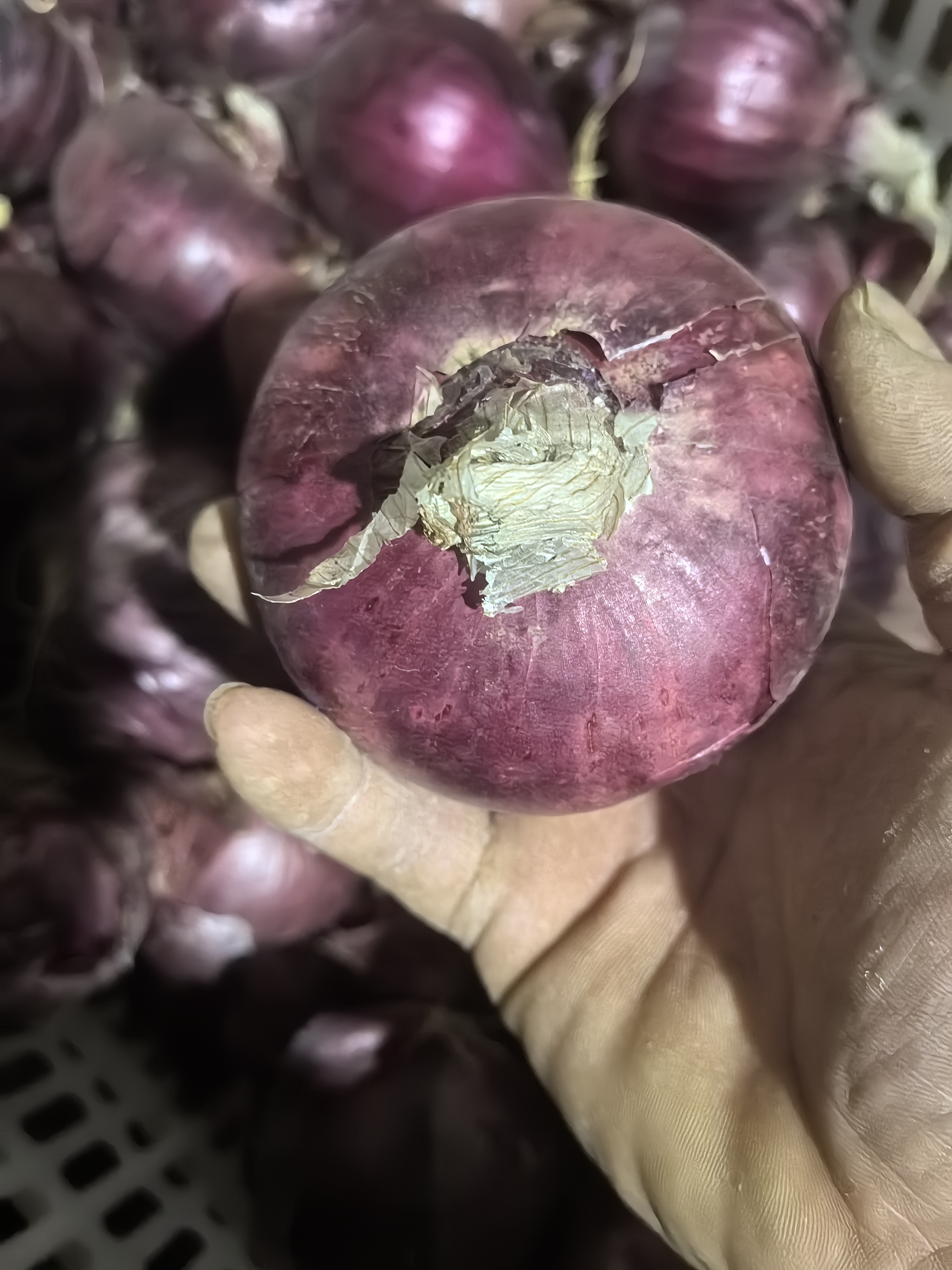 紫洋葱-5斤（京东送到家）