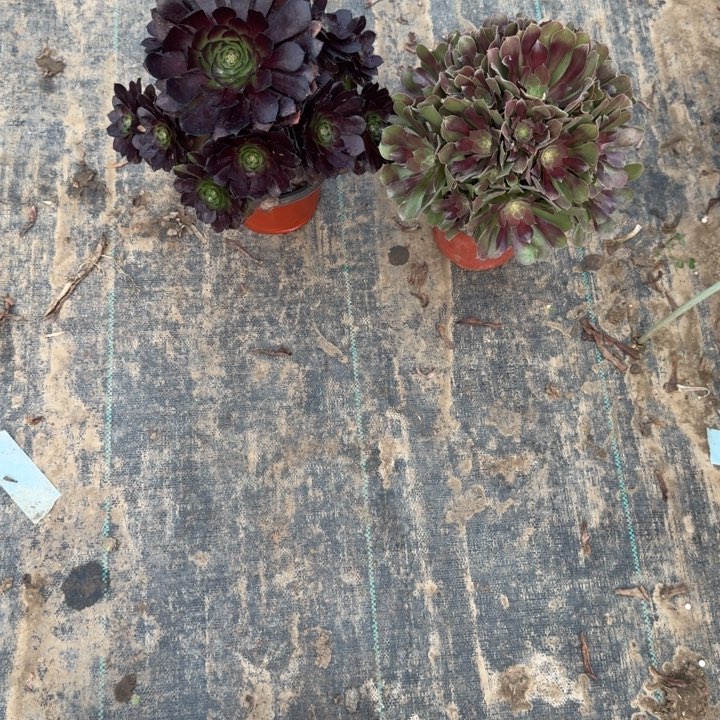 一单包邮不包侧枝7