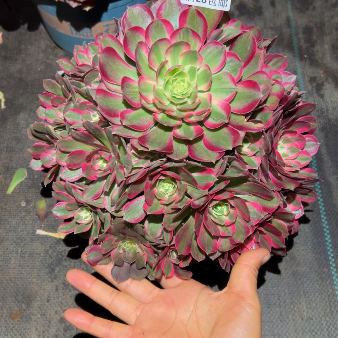 ****️多肉植物758孔雀翎