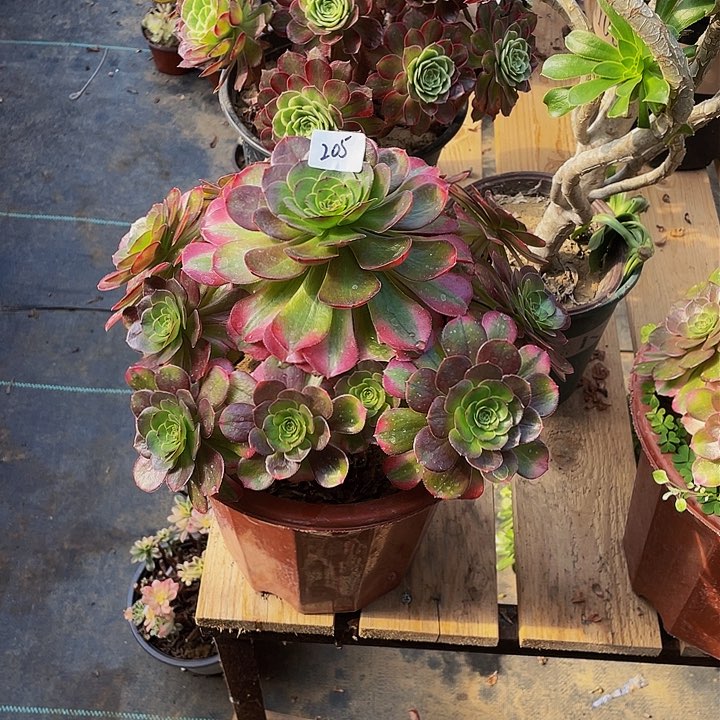 蓝*漫雨荷法师一个205号