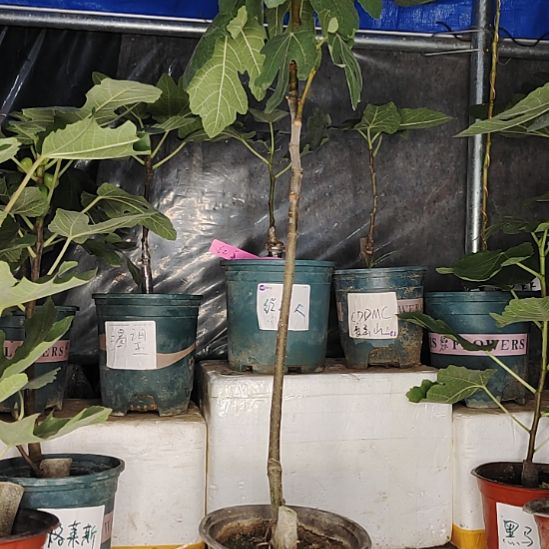 柒***月无花朵无花果树苗波姬红品种