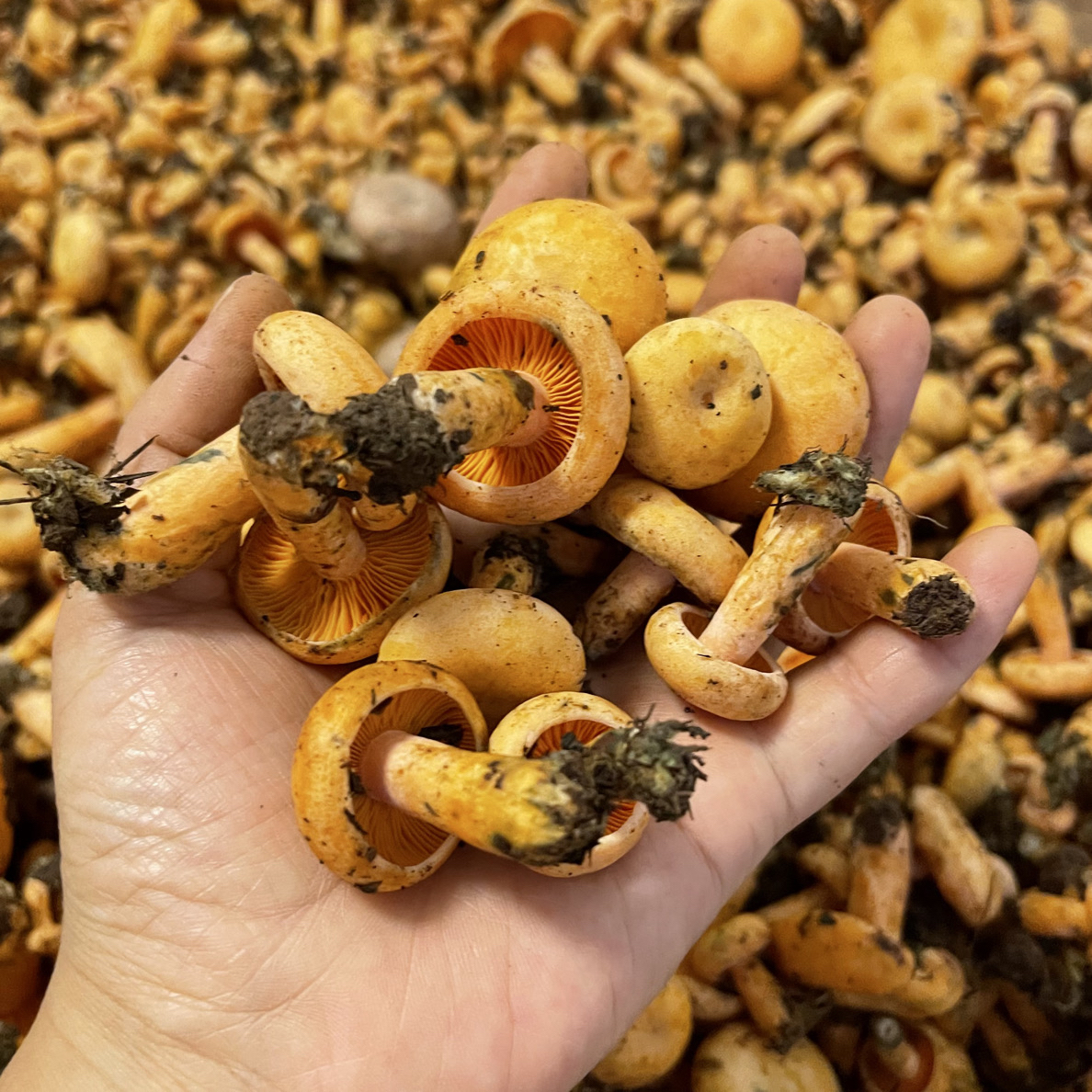 湘西彭彭精品中小朵1 - 8厘米野生新鲜松树菌黄枞菌谷熟菌三九菇
