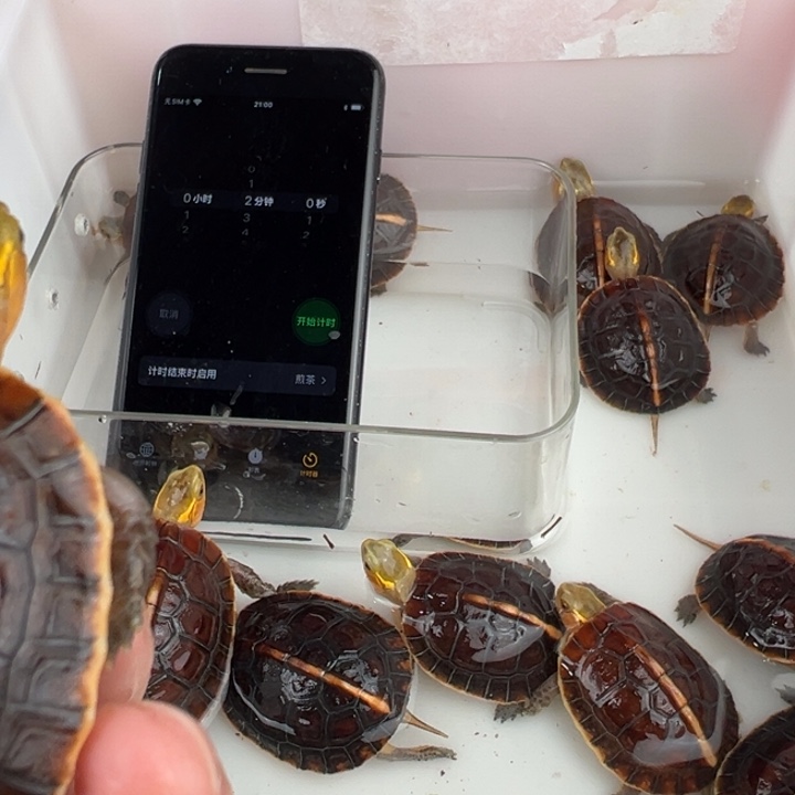 母绿毛龟夏**炎安公子，安