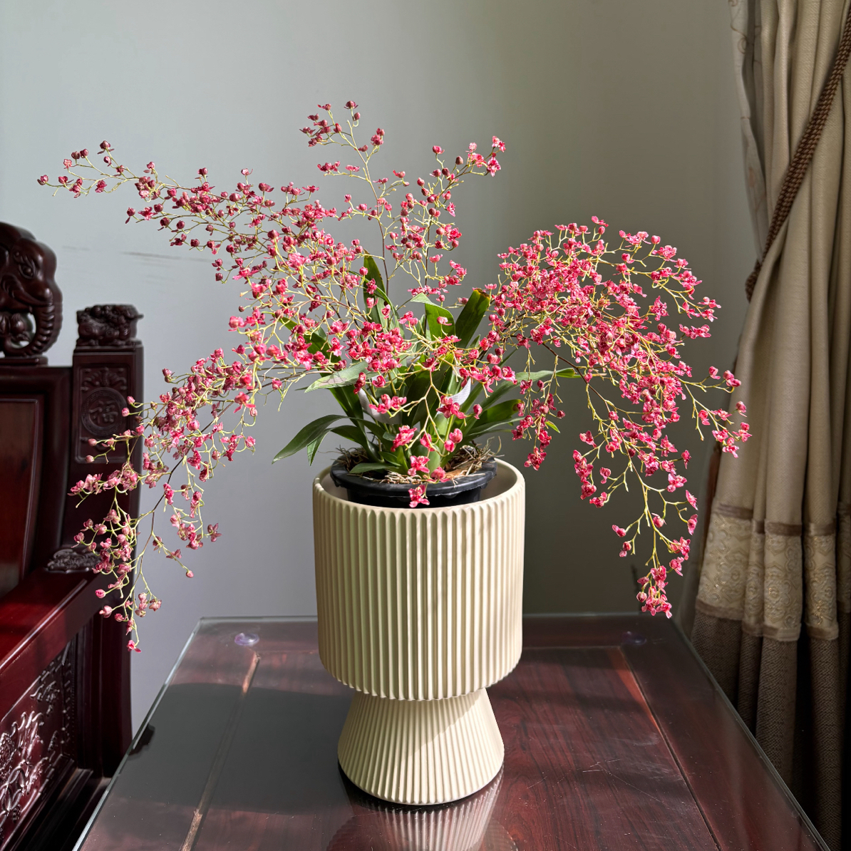 【满堂红】红梦香兰文心兰室内高端花卉长花期