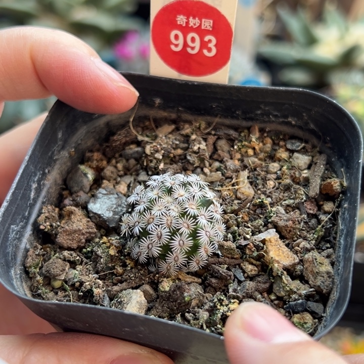 实生红花克氏丸一棵仙人球