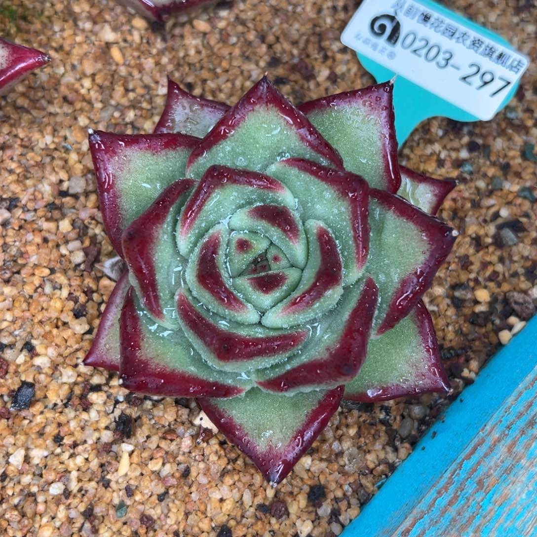 多肉一物一拍0203-297