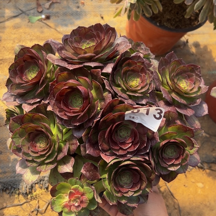 黑魔多肉植物013