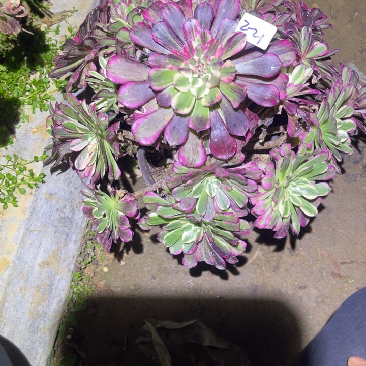 1-2-21同花顺法师锦