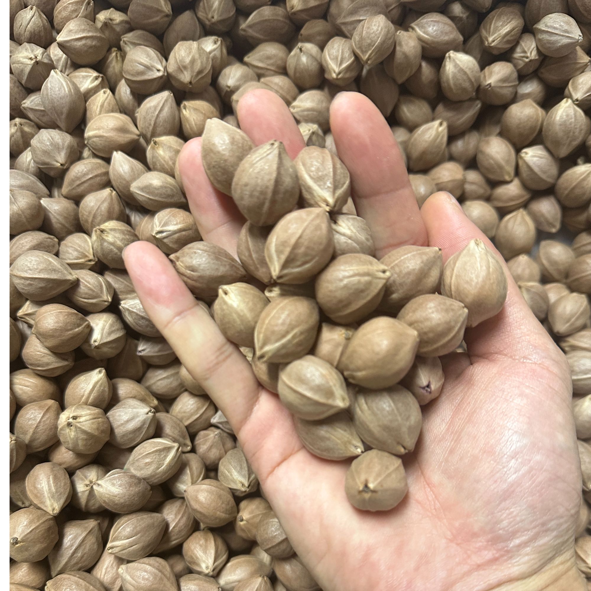 梅林橄榄铁核福利改价专用链接，看好直播间截图