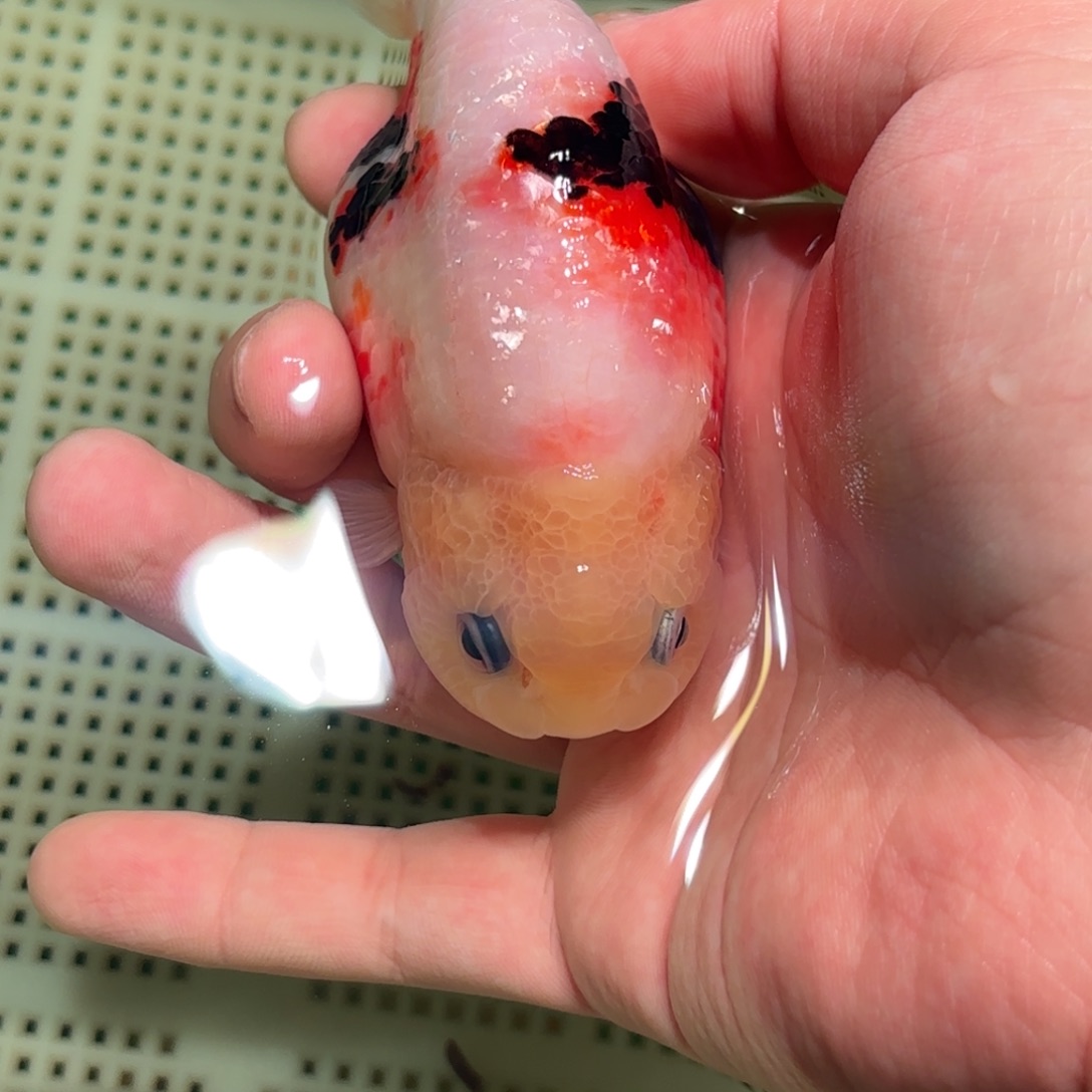 涵****金鱼拍包装包邮不拍包装运费到付