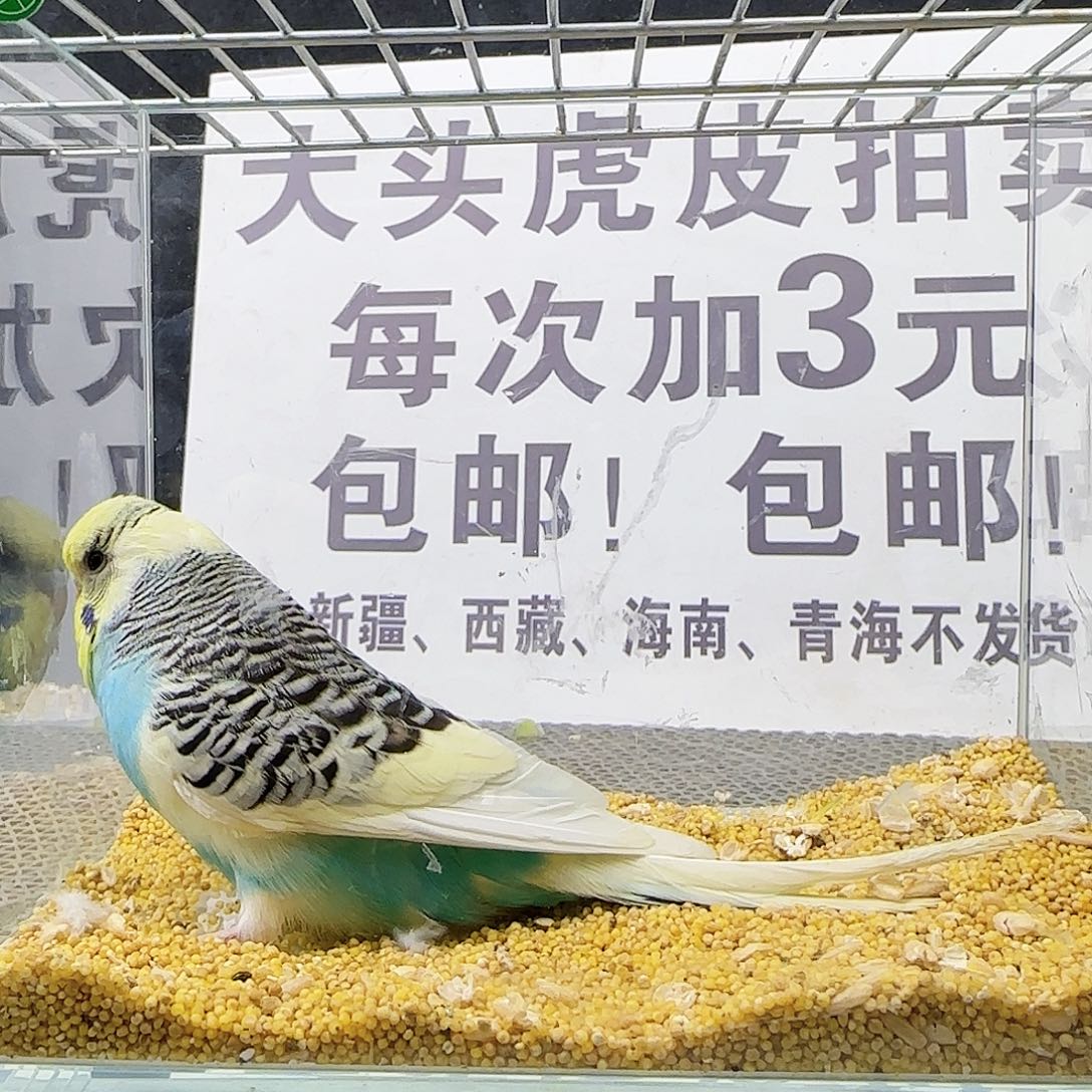 虎皮鹦鹉大头鹦鹉