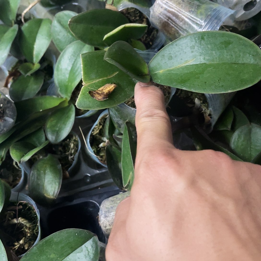 当前无花栽培后可以开花蝴蝶兰粉曼瑕疵1.7