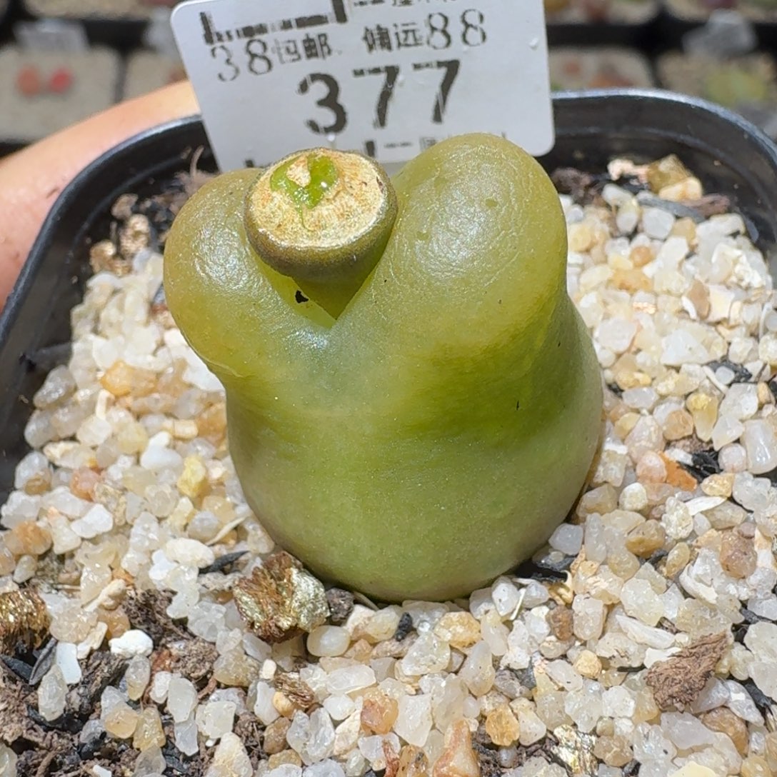 Ssss好货也清了377卡2.2