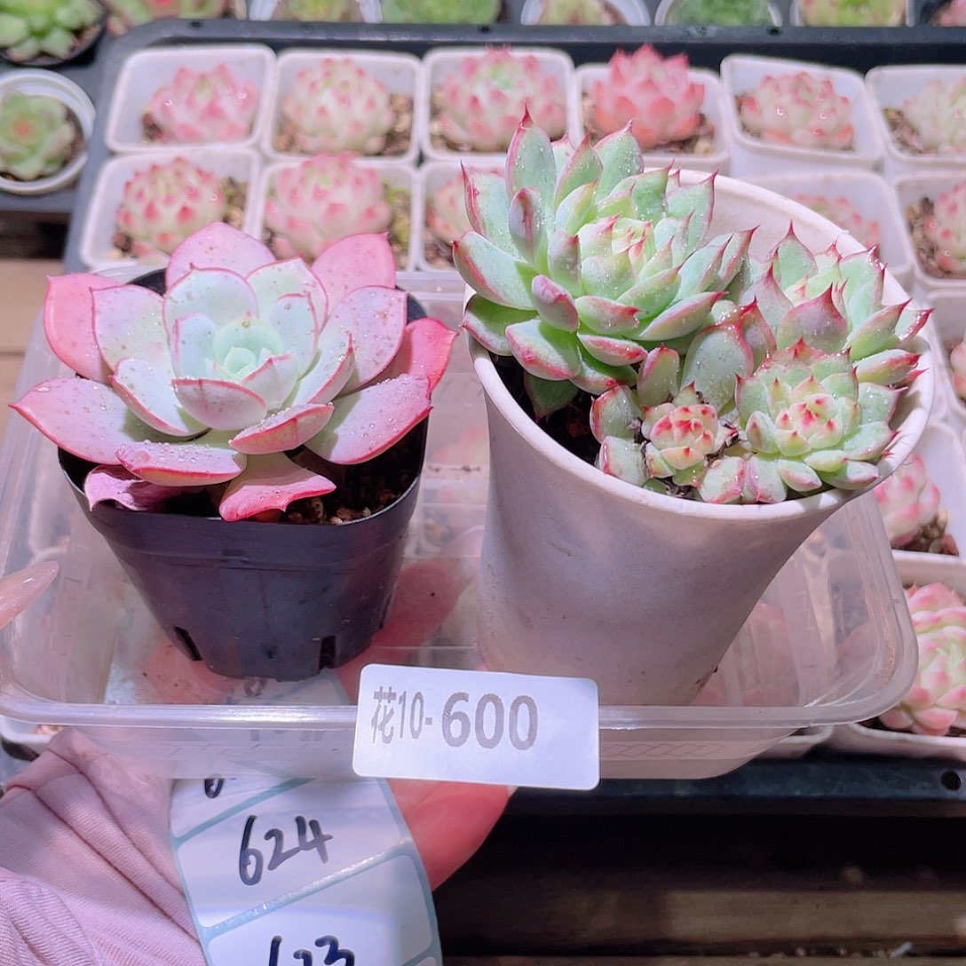 花利美10-600凌波仙子➕蒂比