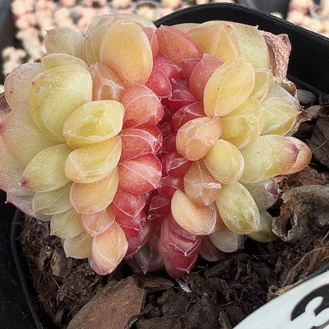 雪芙蓉缀化326多肉