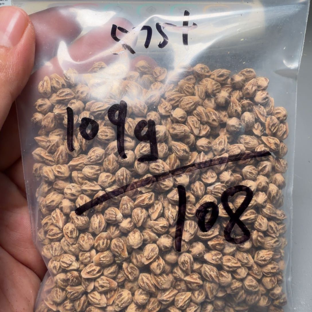 吊坠柏香籽/百香籽这*片