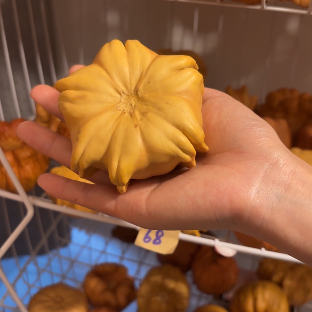 墨西哥葫芦苹果花