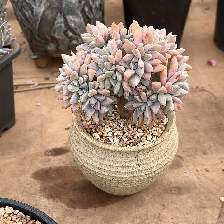 多肉植物，淡雪缀