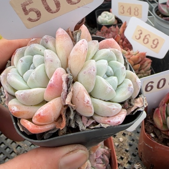 508玉蝴蝶一物一拍多肉