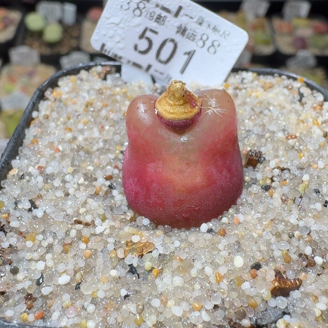 Sss生石花清货价501卡1.7