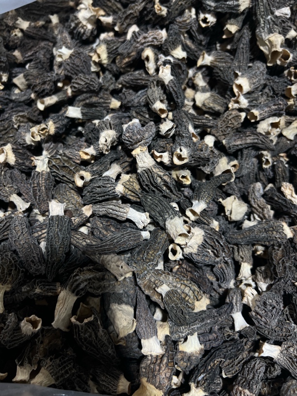 下波福利六妹羊肚菌0611