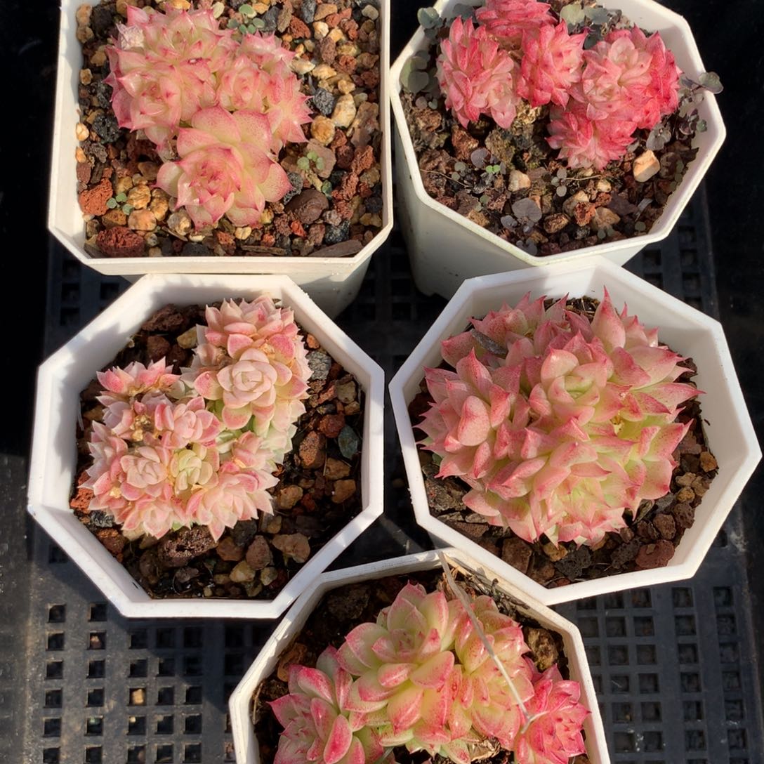 1211-40 麦秆套餐