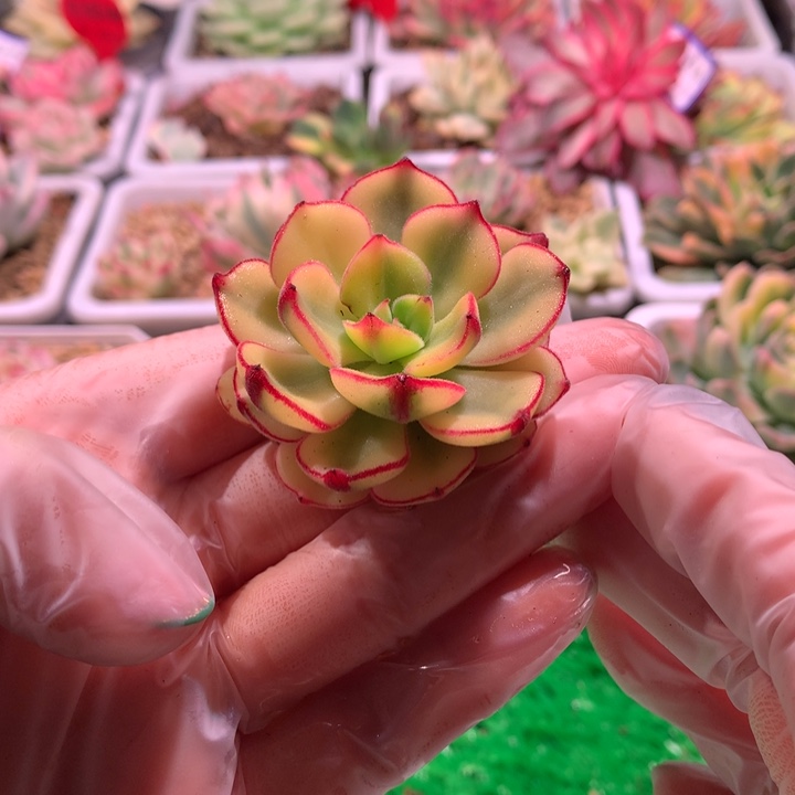 丹尼尔锦，锦哥多肉