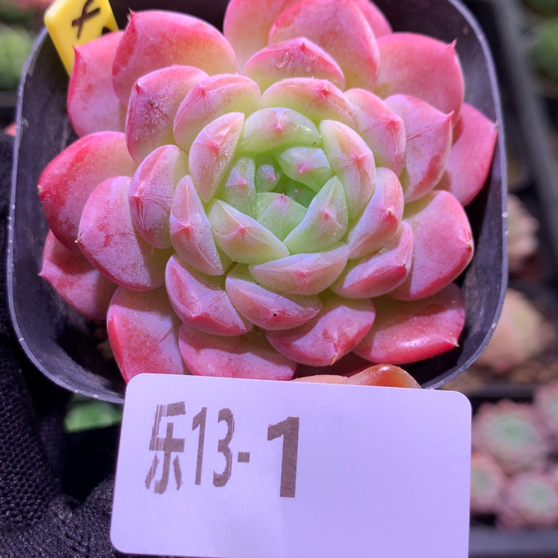 乐然13-1 白桃汽水 