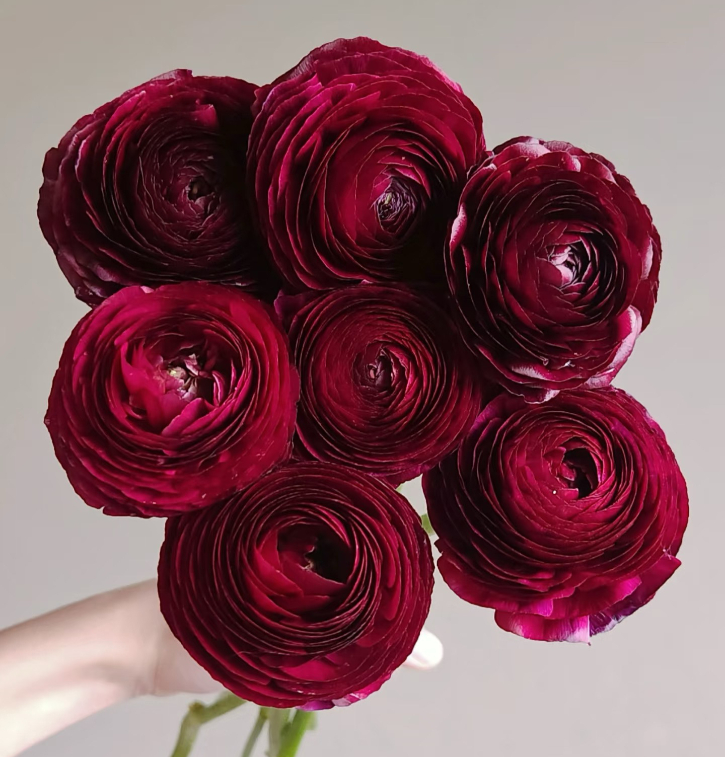 【云舍花卉】【黑天鹅】洋牡丹 全场任意满两单及以上鲜花包邮发货