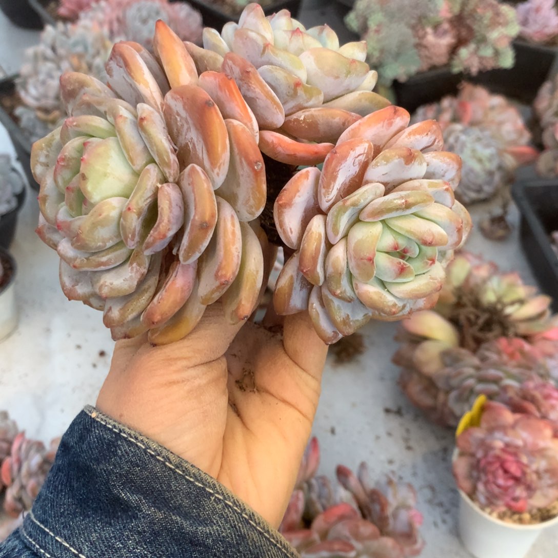 花花花花花花花石榴籽