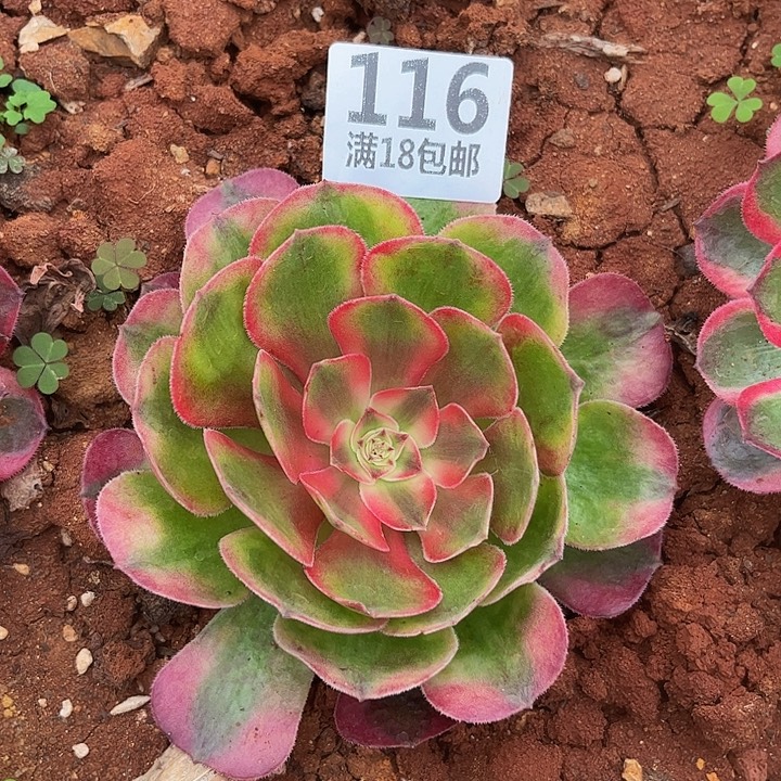 116荔枝朵朵发发发