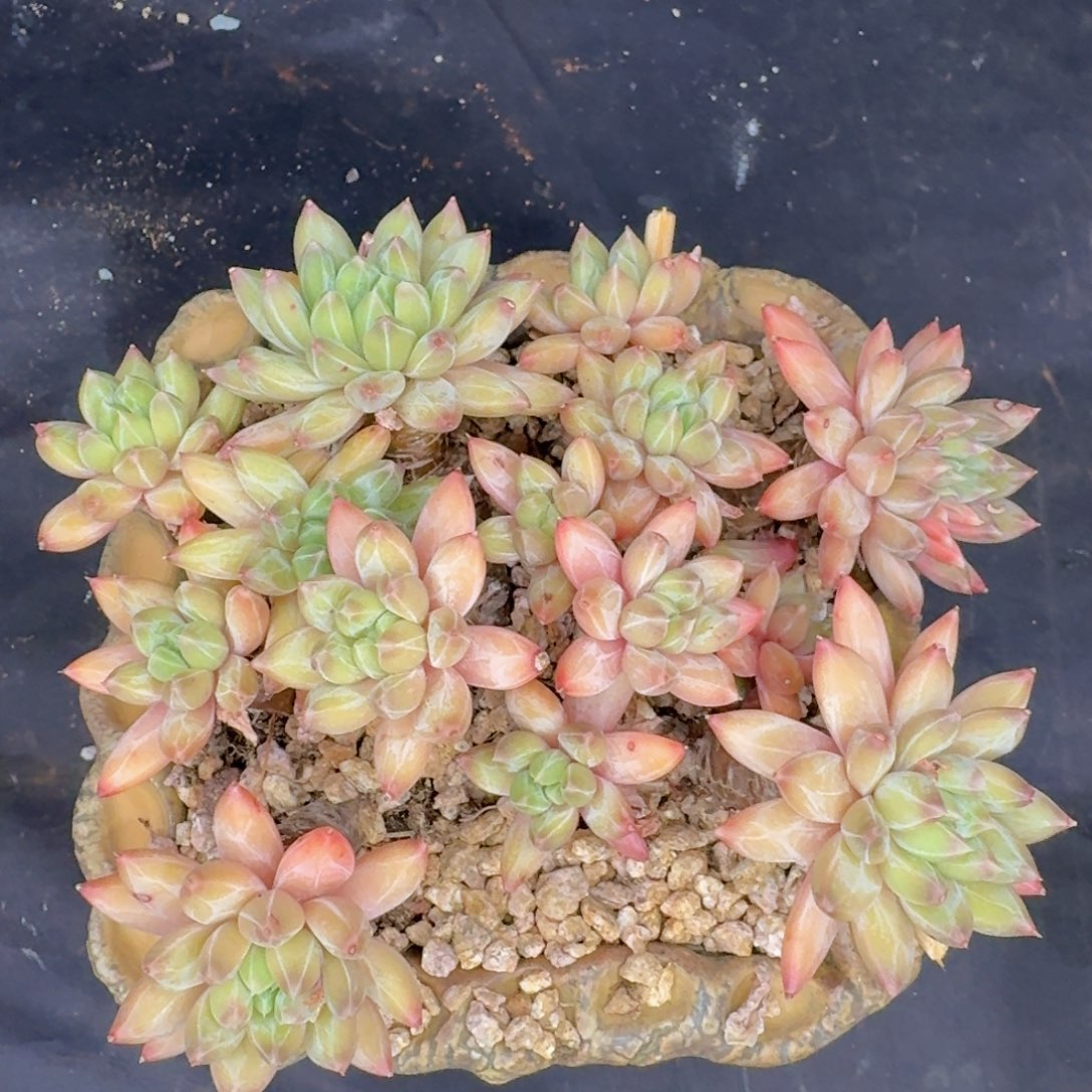 多肉植物的生长发育和生长