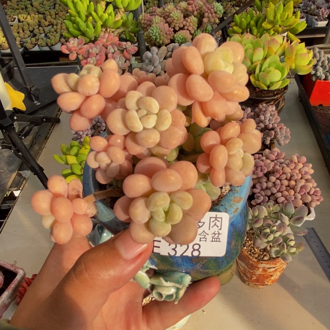 328洛可可多肉7cm